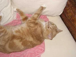 My cats