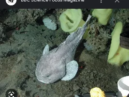 Fish suggestion (for an art piece)