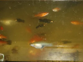 Harvesting some fry