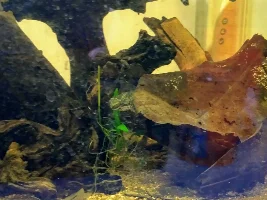 Slimmed Down Fish Room Journal