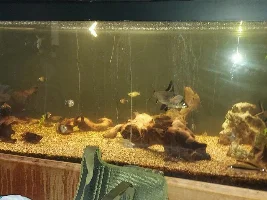 HELP! GILL DISEASE, GROWTHS...