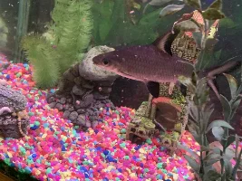 Work Tank advice