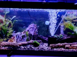 Why did my shrimp die. :(