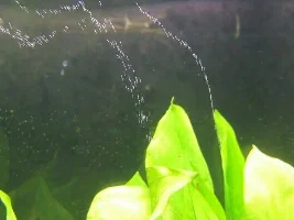 New fish pictures