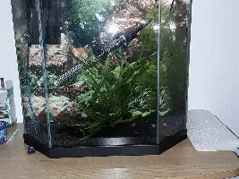 Sticky fins on my betta