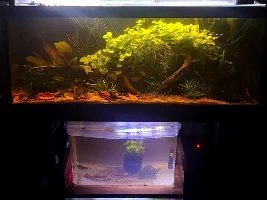 The Betta Myth #2
