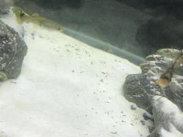 I need a new filter for my 90Litre (24 gallon) aquarium