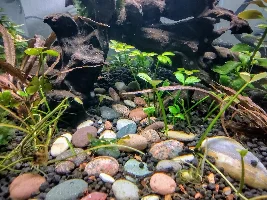 Rimless C. Miniopinna Betta Tank