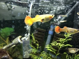I don’t know if the guppies are pregnant