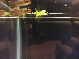 Killifish ! Killifish!