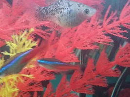 Is my molly pregnant?