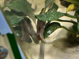 Kuhli loach help