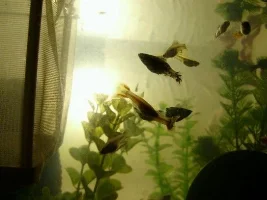 Guppy Fry...