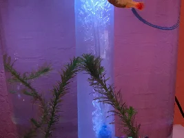 Pregnant sunburst platy?