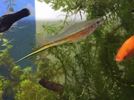 What kind of swordtail?