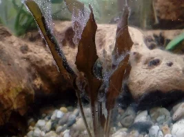 Alge or some fungus help identify?