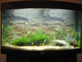 Sophos9 - Planted Tank Journal