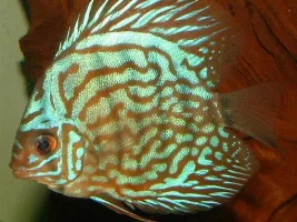 Discus- Red Turqs