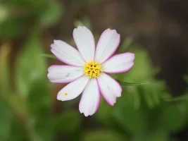 Flowers, flowers, flowers...