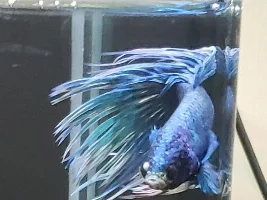 Betta with long-standing Pop-eye