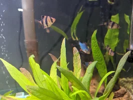 Ick? Bacterial infection?