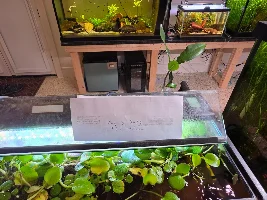 VOTE NOW: July 2026 Tank of the Month Contest (17-30 US gallons)