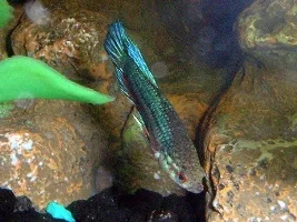 Little baby betta pics again