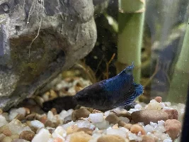 Betta laying on the substrate
