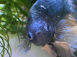 White lump and marks on Betta