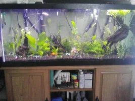75G Planted Tank