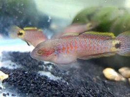 Photos of my fry for the week, before they have to leave me to go to the LPS