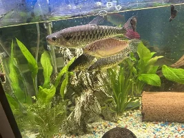 Gourami being territorial…help!!