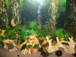 Amber tetra and lemon bacopa