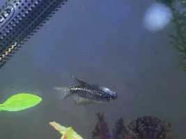 Is my Danio sick?