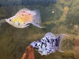 The 95 Gallon Brothel