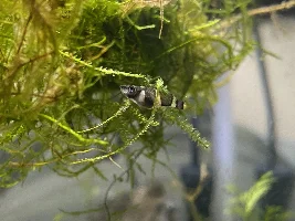 Do these Clown killifish look healthy?