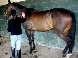 need a show name 4 new horse