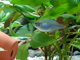 Bloated fish