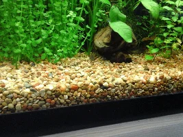 Alga under gravel removal