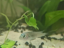 Can Anyone ID him/her?