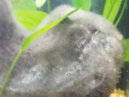 Tank stock