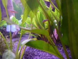 Slowly Becoming A Heavily Planted Tank