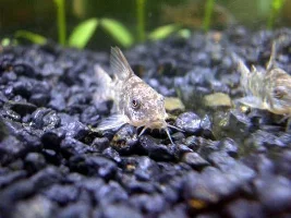 More peppered cory pics.