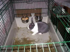 anybody got rabbits?