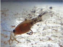 Weird Platy/Molly mouth