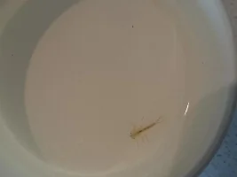 Planaria Or Nematodes? Harmful To Ghost Shrimp?