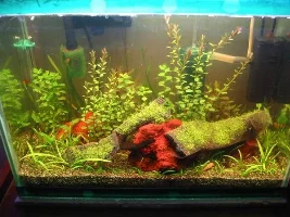 My aquarium