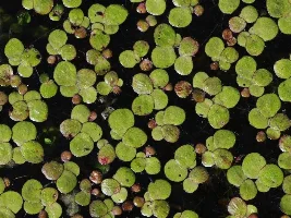 Duckweed turning red
