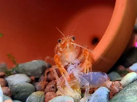 Mexican Dwarf Crayfish