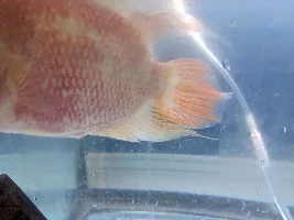 Fireman's Dream Flowerhorn